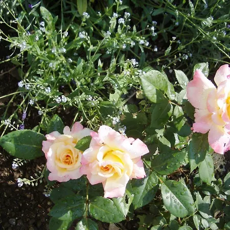 Feriehus Black & White *