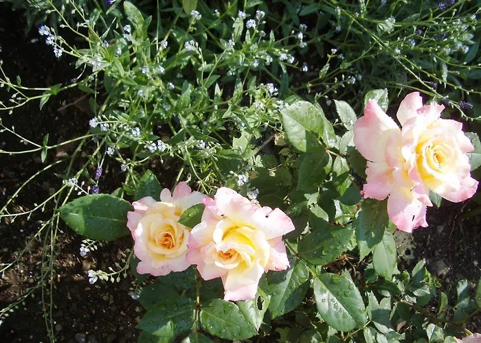 Сasa de vacaciones Black & White *